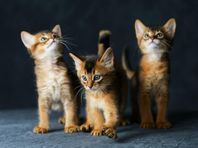 Kattungar, somali
