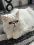 En väldigt vacker vit perser katt letar efter ett nytt hem