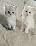 Ljuvliga kattungar Brittisklånghår/Ragdoll/Chinchillaperse