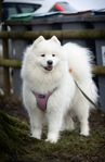 Samojed valpar 