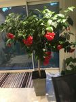 Hibiskusplantor 