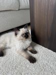 Ragdoll kattunge