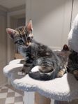 kattunge 