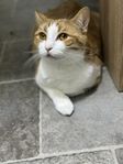 En rödhårig bondkatt söker ett nytt hem