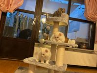 3 kattungar 75 % Ragdoll 