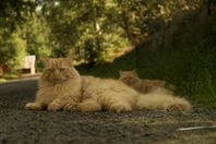 Azlan och Vilse