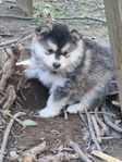 Finsk Lapphund hane