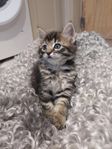 kattunge
