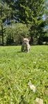 frank bulldogg valpar