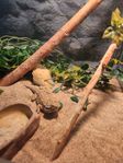Dvärgskäggagam inkl Terrarium