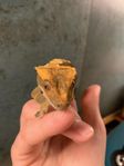 Ögonfransgecko, Hona