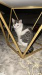Katt