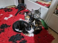 Kattungar