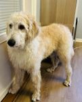 Labradoodle/Lagotto
