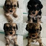 Ljuvliga Bichonpoo valpar