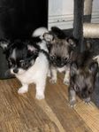 Chihuahua valpar