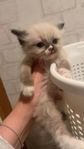 söta ragdoll-katter