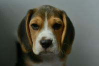 Beagle puppy available 