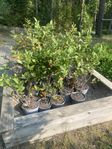 20st Aronia-plantor 