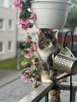 min katt