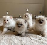 4 kattungar letar efter sina kärleksfulla hem.