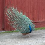 Påfågel ägg