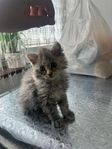 kattungar
