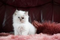 Ragdollmix kattunge