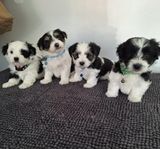 Morkie Hanar