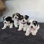 Morkie Tikar