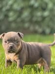 American Bully Micro