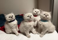 Ragdoll kattungar 