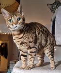 Bengal hona med stamtavla