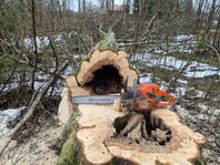 Trädfällning och avverkning