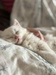 Ragdoll Brittiskkorthår kattungar blandras