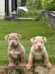 American Bully tri color
