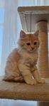 kattungar maine coon / perser