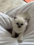 Ragdoll kattungar 