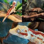 Gargoyle gecko