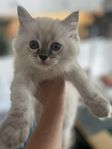 underbara kattungar