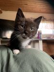 Maine coon / huskatt kattunge
