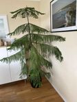 Rumsgran