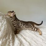 Underbara bengalbebisar