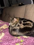 katt
