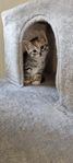 kattungar 50% sibirisk katt 
