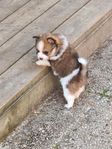 Pomeranian 