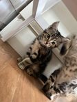 Kattungar söker nytt hem