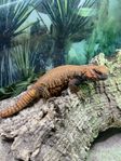Dabbagan Uromastyx Geyri inkl terrarium 