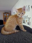 Blandras kattungar 