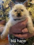 Kattungar - ragdoll